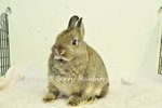 Netherland Dwarf - Chestnut 111 - Netherland Dwarf Rabbit
