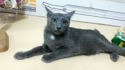 Crooky - Domestic Short Hair Cat