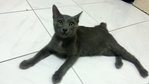Crooky - Domestic Short Hair Cat