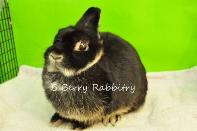 Nd - Black Otter Adopt - Netherland Dwarf Rabbit