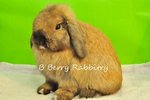 Holland Lop - Tort Buck - Holland Lop Rabbit