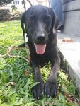 PF52859 - Labrador Retriever Dog