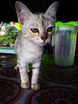 Pikachu - Siamese Cat