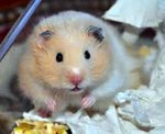 Cute And Adorable Syrian Hamsters - Common Hamster Hamster