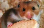Cute And Adorable Syrian Hamsters - Common Hamster Hamster