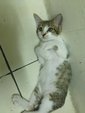 Wu Kong - Oriental Short Hair Cat