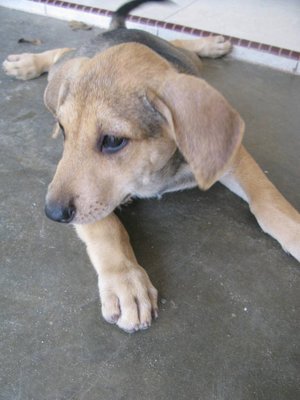 Chloe - Greyhound + Labrador Retriever Dog