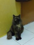 Nami - Persian + Ragdoll Cat
