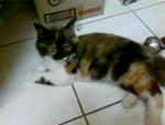 Elisya - Persian + Tabby Cat