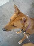 Guana - Mixed Breed Dog