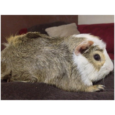 PF53038 - Guinea Pig Small & Furry