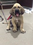 Fila Pup For Sale - Fila Brasileiro Dog