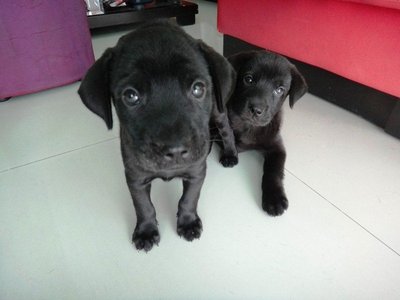 Sheba &amp; Babydoll - Labrador Retriever Mix Dog