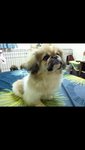 Cutie Pies - Pekingese Dog