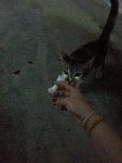 Biscuit - Calico Cat