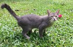 Prince - Domestic Short Hair Cat