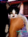Blackwhite - Domestic Short Hair Cat