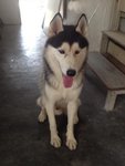 Hugo - Husky Dog