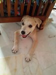 Playful Puppy Girl Need New Home! - Mixed Breed Dog