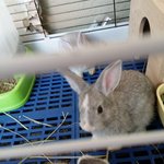 PF53406 - Bunny Rabbit Rabbit