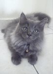 Osten Everhart - Domestic Long Hair Cat