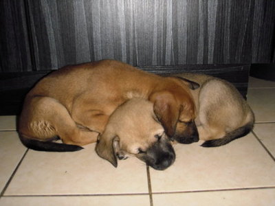 Cutie Pies - Dodo And Mimi - Mixed Breed Dog