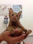 Pot Pot - Domestic Short Hair Cat