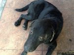 Big Black  - Labrador Retriever Dog