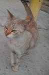 Minoo - Domestic Short Hair Cat