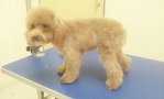 Toy Poodle (Brown Color) - Poodle Dog