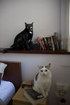 Sid And Polly - Domestic Medium Hair Cat