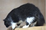 Bw - Domestic Long Hair Cat