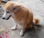 Mix Spitz Female Found At Rawang - Mixed Breed Dog