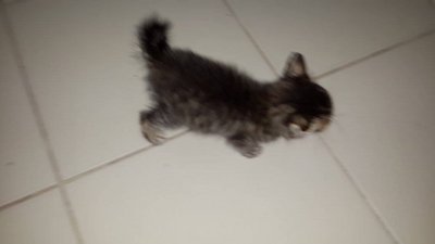 Max - Domestic Short Hair Cat