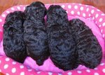 Amazing Black Toy Poodle - Poodle Dog