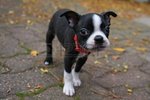 Boston Baby - Boston Terrier Dog