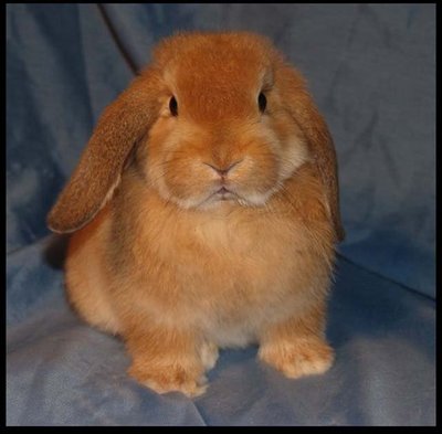Poppy - Holland Lop Rabbit