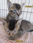 Fendi N Felix - Domestic Short Hair Cat
