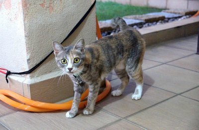Hazel - Domestic Short Hair Cat