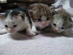 3 Musketeers - Domestic Medium Hair Cat