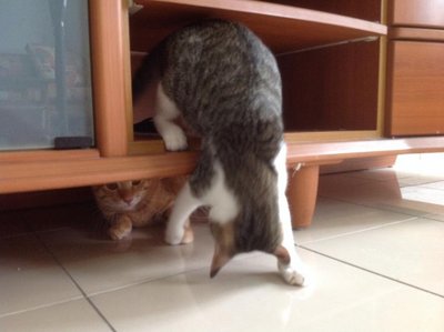 Boy And Girl - Domestic Short Hair Cat