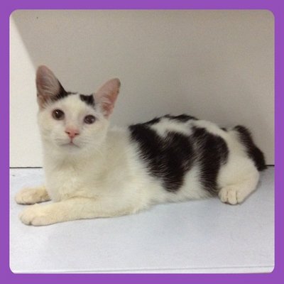 Moo Moo - Domestic Medium Hair Cat