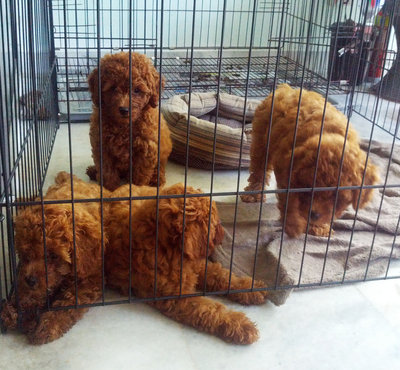 Red Brown Toy Poddle Puppy 3months - Poodle Dog