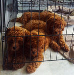 Red Brown Toy Poddle Puppy 3months - Poodle Dog