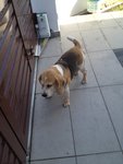 Jessie - Beagle Dog