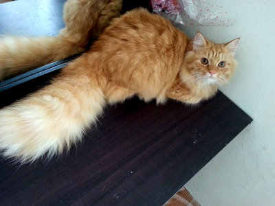 Oyen The Furry Tails - Persian + Maine Coon Cat