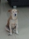 Soju - Mixed Breed Dog