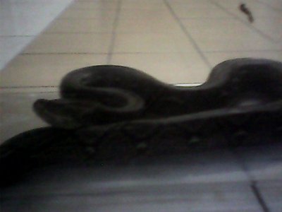 Manja - Snake Reptile