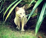 Miu Miu - Domestic Short Hair Cat
