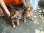 Baby Boy And Baby Girl - Mixed Breed Dog